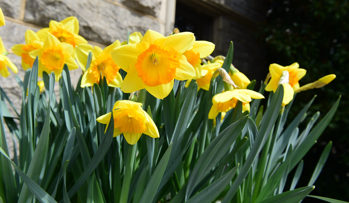 yellow flowers on campus