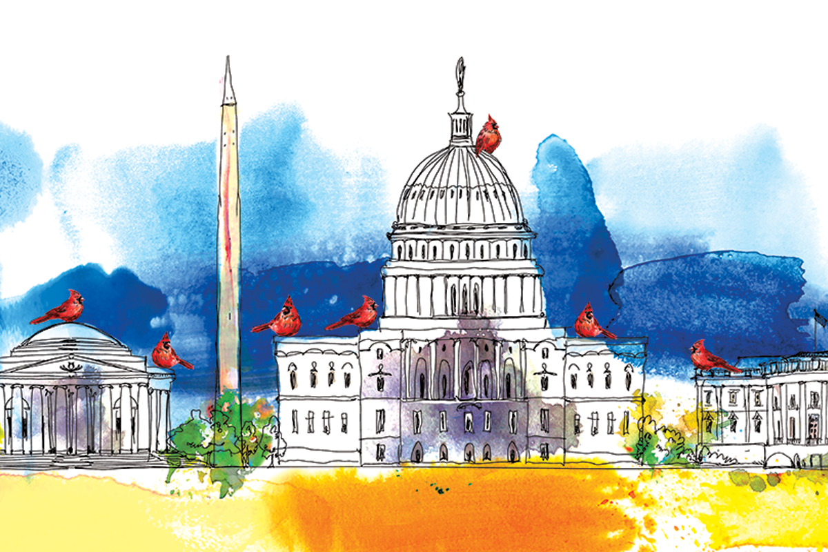 watercolor painting of cardinals on the DC monuments