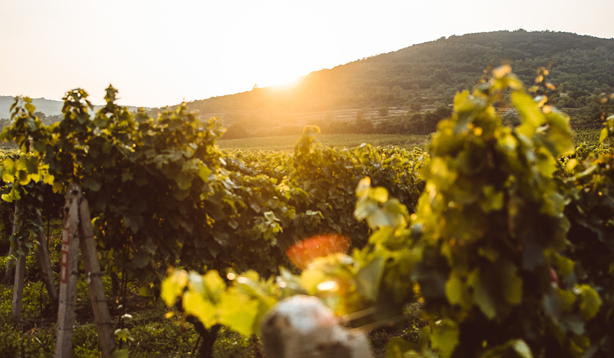 peaceful picture of a vineyard