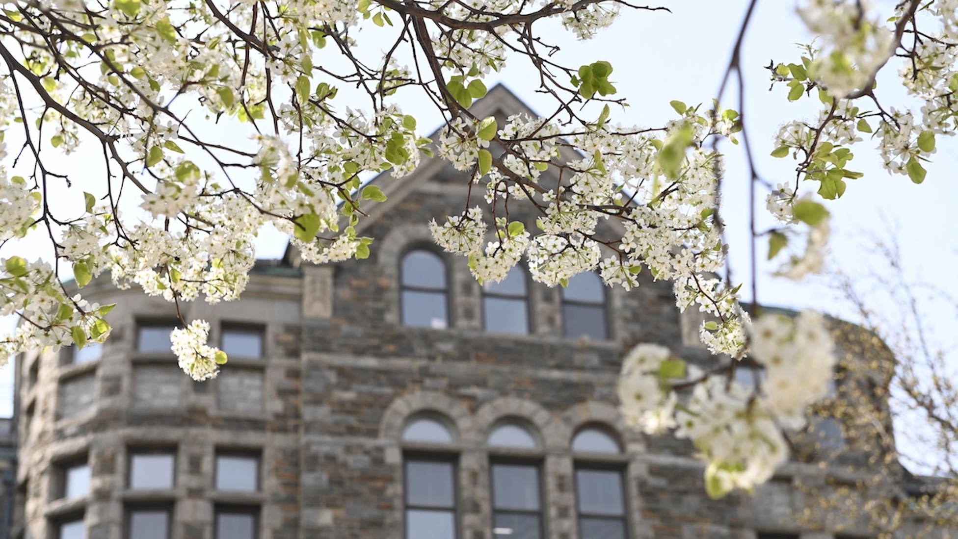 cherry blossoms frame McMahon hall