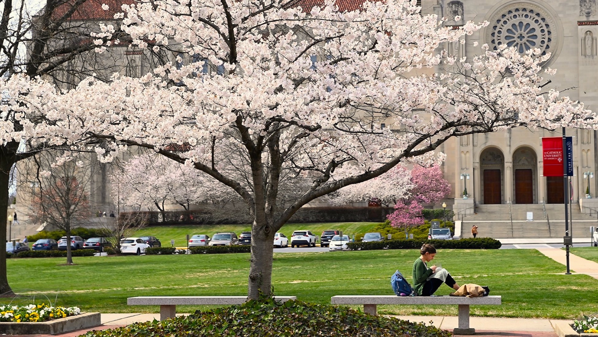 student sitting under a cherry blossom tree on campus