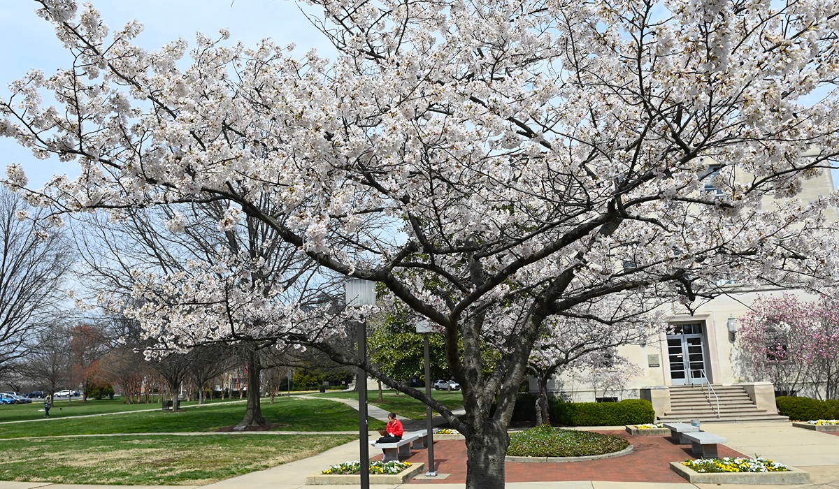 Cherry blossom trees on campus